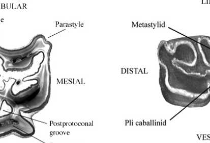 Caballine typical cheek teeth