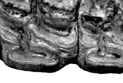 Fig.10 Papago Springs Upper and Lower cheek teeth
